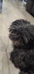 Found/Stray Male Dog last seen Princeton Place at Gables End, Boynton Beach, FL 33436
