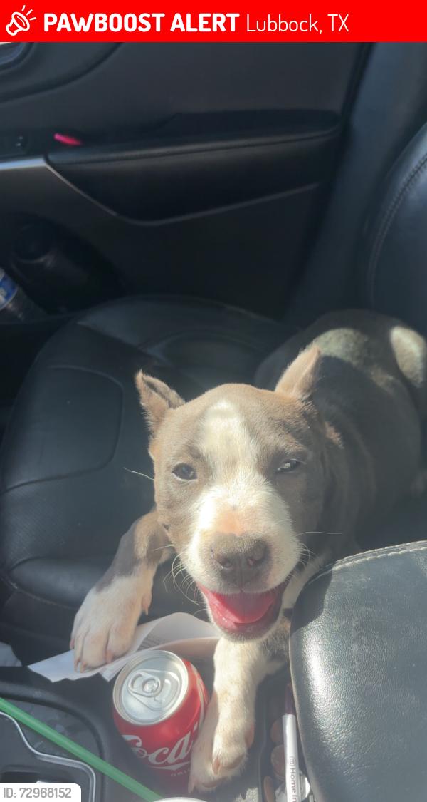 Lost Male Dog last seen 21st Dixie dr , Lubbock, TX 79411