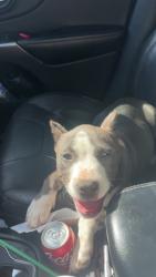 Lost Male Dog last seen 21st Dixie dr , Lubbock, TX 79411