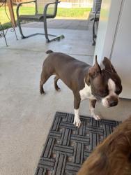 Found/Stray Female Dog last seen Lemhi and Columbus , Boise, ID 83705