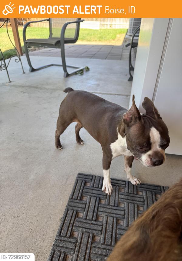 Found/Stray Female Dog last seen Lemhi and Columbus , Boise, ID 83705
