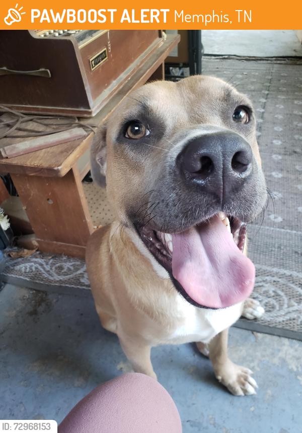 Found/Stray Male Dog last seen Lawrence Rd & Wright Rd, Memphis, TN 38122