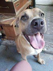 Found/Stray Male Dog last seen Lawrence Rd & Wright Rd, Memphis, TN 38122