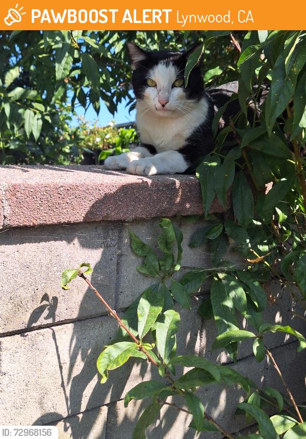 Found/Stray Male Cat last seen Fir st, Lynwood, CA 90262