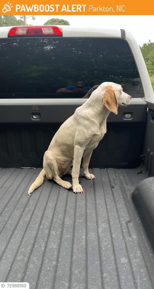 Found/Stray Female Dog last seen Near lumber bridge, Parkton, NC 28371