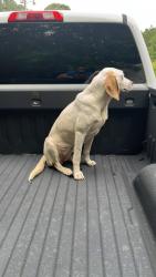 Found/Stray Female Dog last seen Near lumber bridge, Parkton, NC 28371