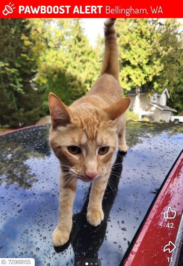 Lost Male Cat last seen Whatcom Falls Park near Fraser St. , Bellingham, WA 98229