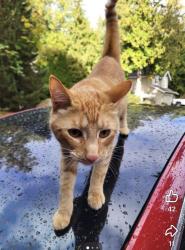 Lost Male Cat last seen Whatcom Falls Park near Fraser St. , Bellingham, WA 98229