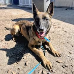 Shelter Stray Female Dog last seen Oakland, CA 94601, Oakland, CA 94601