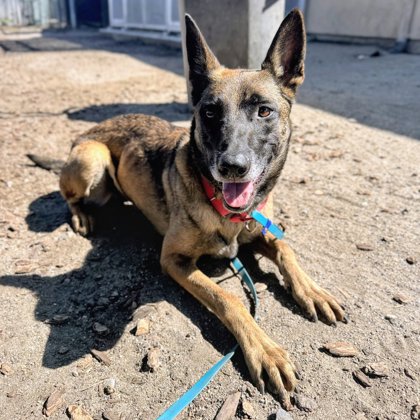 Shelter Stray Female Dog last seen Oakland, CA 94601, Oakland, CA 94601