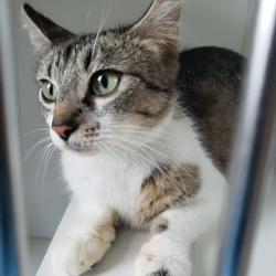 Shelter Stray Female Cat last seen , CA , Oakland, CA 94601