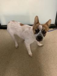 Shelter Stray Female Dog last seen Fort Worth, TX 76134, Fort Worth, TX 76119