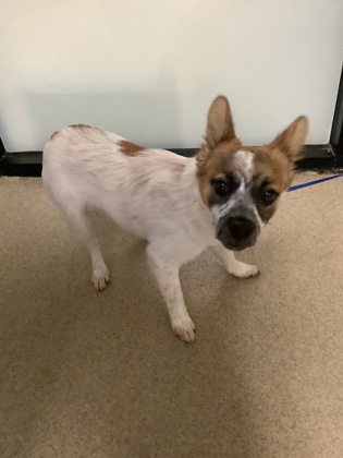 Shelter Stray Female Dog last seen Fort Worth, TX 76134, Fort Worth, TX 76119