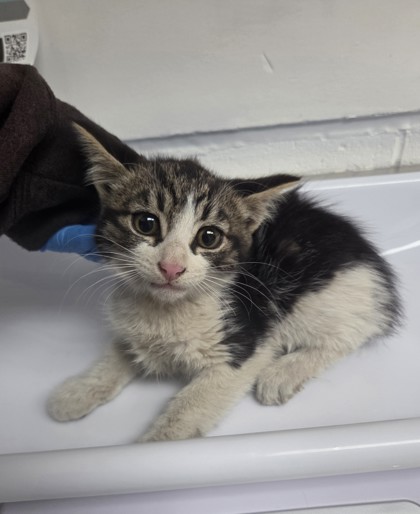 Shelter Stray Male Cat last seen Oakland, CA 94603, Oakland, CA 94601
