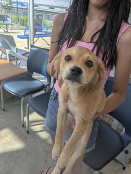 Shelter Stray Male Dog last seen , TX , Fort Worth, TX 76119