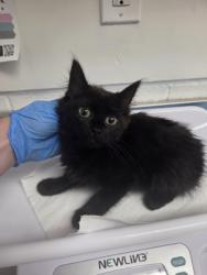 Shelter Stray Female Cat last seen , CA , Oakland, CA 94601