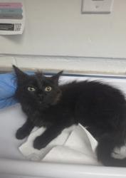 Shelter Stray Female Cat last seen , CA , Oakland, CA 94601