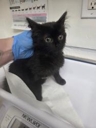 Shelter Stray Female Cat last seen , CA , Oakland, CA 94601