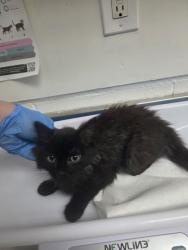 Shelter Stray Male Cat last seen , CA , Oakland, CA 94601