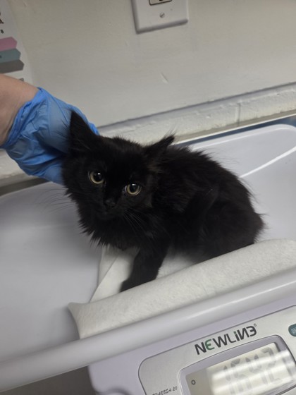 Shelter Stray Female Cat last seen , CA , Oakland, CA 94601