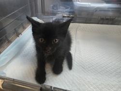 Shelter Stray Unknown Cat last seen Near Big Town Blvd, 75150, TX, Mesquite, TX 75149