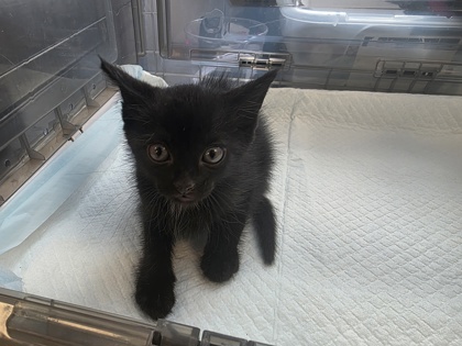 Shelter Stray Unknown Cat last seen Near Big Town Blvd, 75150, TX, Mesquite, TX 75149