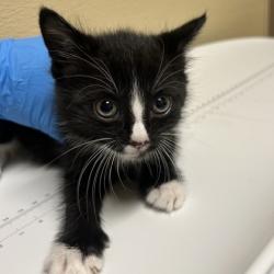 Shelter Stray Male Cat last seen Overland Park, KS 66204, Roeland Park, KS 66202
