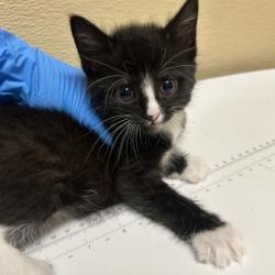 Shelter Stray Female Cat last seen Overland Park, KS 66204, Roeland Park, KS 66202