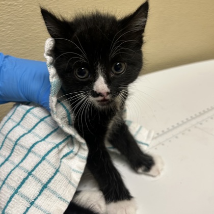 Shelter Stray Female Cat last seen Overland Park, KS 66204, Roeland Park, KS 66202