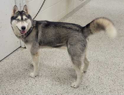 Shelter Stray Female Dog last seen E 76th Ter & Paseo, 64132, MO, Kansas City, MO 64132