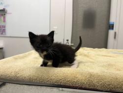 Shelter Stray Female Cat last seen NE Munger Ave and NE Sppokane Ave, 64119, MO, Kansas City, MO 64132