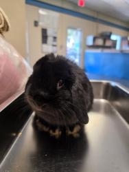 Shelter Stray Male Rabbit last seen Roseville, CA 95661, Roseville, CA 95678