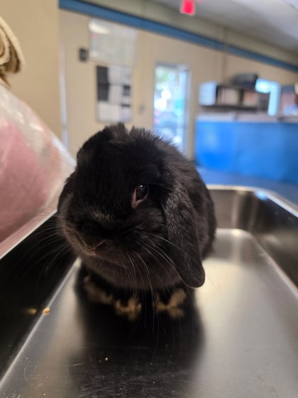 Shelter Stray Male Rabbit last seen Roseville, CA 95661, Roseville, CA 95678