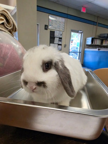 Shelter Stray Female Rabbit last seen Roseville, CA 95661, Roseville, CA 95678