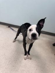 Shelter Stray Female Dog last seen Biloxi, MS , Gulfport, MS 39501