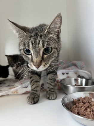 Shelter Stray Female Cat last seen Fishers, IN 46038, Fishers, IN 46038
