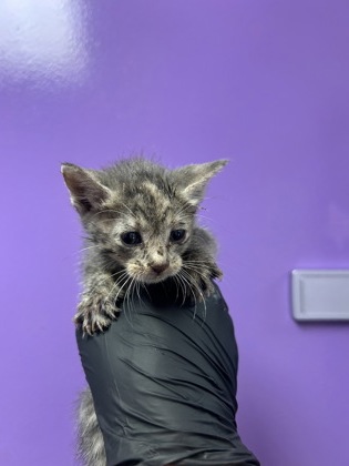 Shelter Stray Female Cat last seen El Paso, TX 79928, Fort Bliss, TX 79906