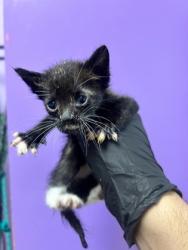 Shelter Stray Female Cat last seen El Paso, TX 79928, Fort Bliss, TX 79906