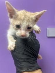 Shelter Stray Male Cat last seen El Paso, TX 79928, Fort Bliss, TX 79906