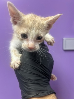 Shelter Stray Male Cat last seen El Paso, TX 79928, Fort Bliss, TX 79906