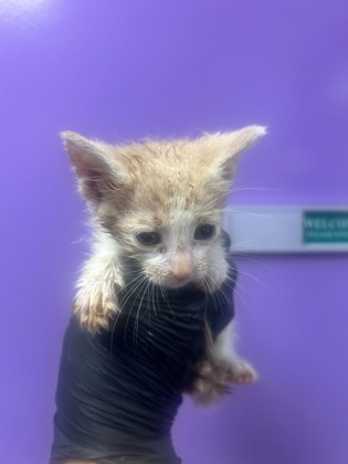 Shelter Stray Male Cat last seen El Paso, TX 79928, Fort Bliss, TX 79906