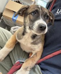Shelter Stray Female Dog last seen Near Woodham Way SE, Atlanta, GA 30316, 30316, GA, Atlanta, GA 30341