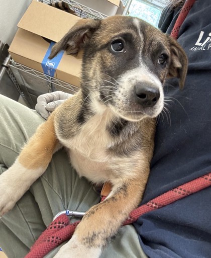 Shelter Stray Female Dog last seen Near Woodham Way SE, Atlanta, GA 30316, 30316, GA, Atlanta, GA 30341