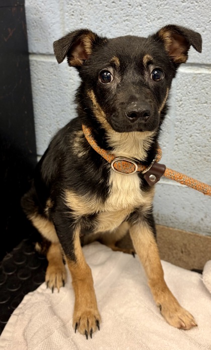 Shelter Stray Male Dog last seen Near WEDGEWOOD DRIVE, 30088, GA, Atlanta, GA 30341