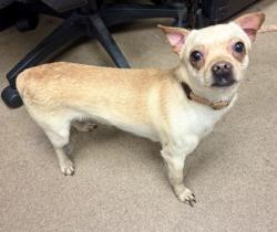 Shelter Stray Male Dog last seen Near WEDGEWOOD DRIVE, 30088, GA, Atlanta, GA 30341