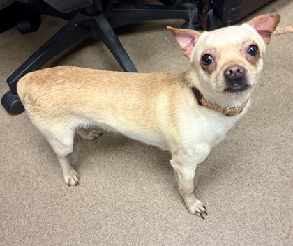 Shelter Stray Male Dog last seen Near WEDGEWOOD DRIVE, 30088, GA, Atlanta, GA 30341