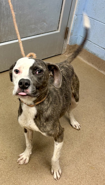 Shelter Stray Male Dog last seen Near Deer Creek Circle, 30038, GA, Atlanta, GA 30341