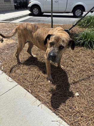 Shelter Stray Female Dog last seen Atlanta, GA 30354, Atlanta, GA 30336
