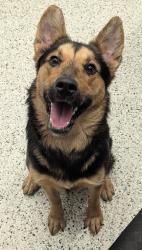 Shelter Stray Female Dog last seen College Park, GA 30349, Atlanta, GA 30336