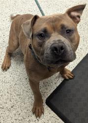 Shelter Stray Male Dog last seen Atlanta, GA 30331, Atlanta, GA 30336